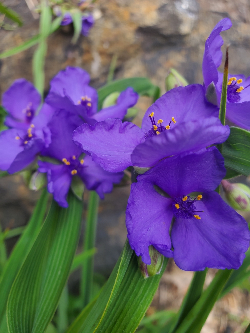 Vibrant Purple Floral Accent